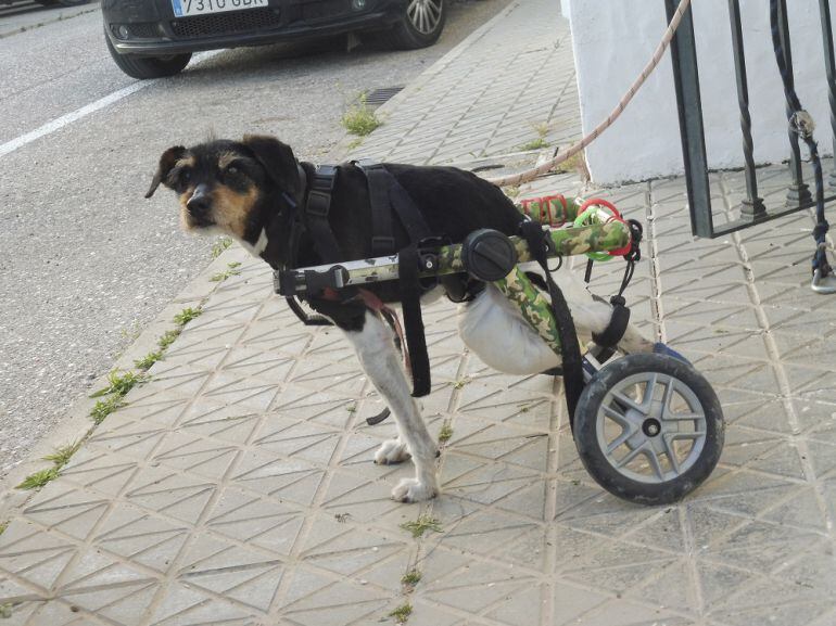 Barrio, el perro tiroteado en el 2015