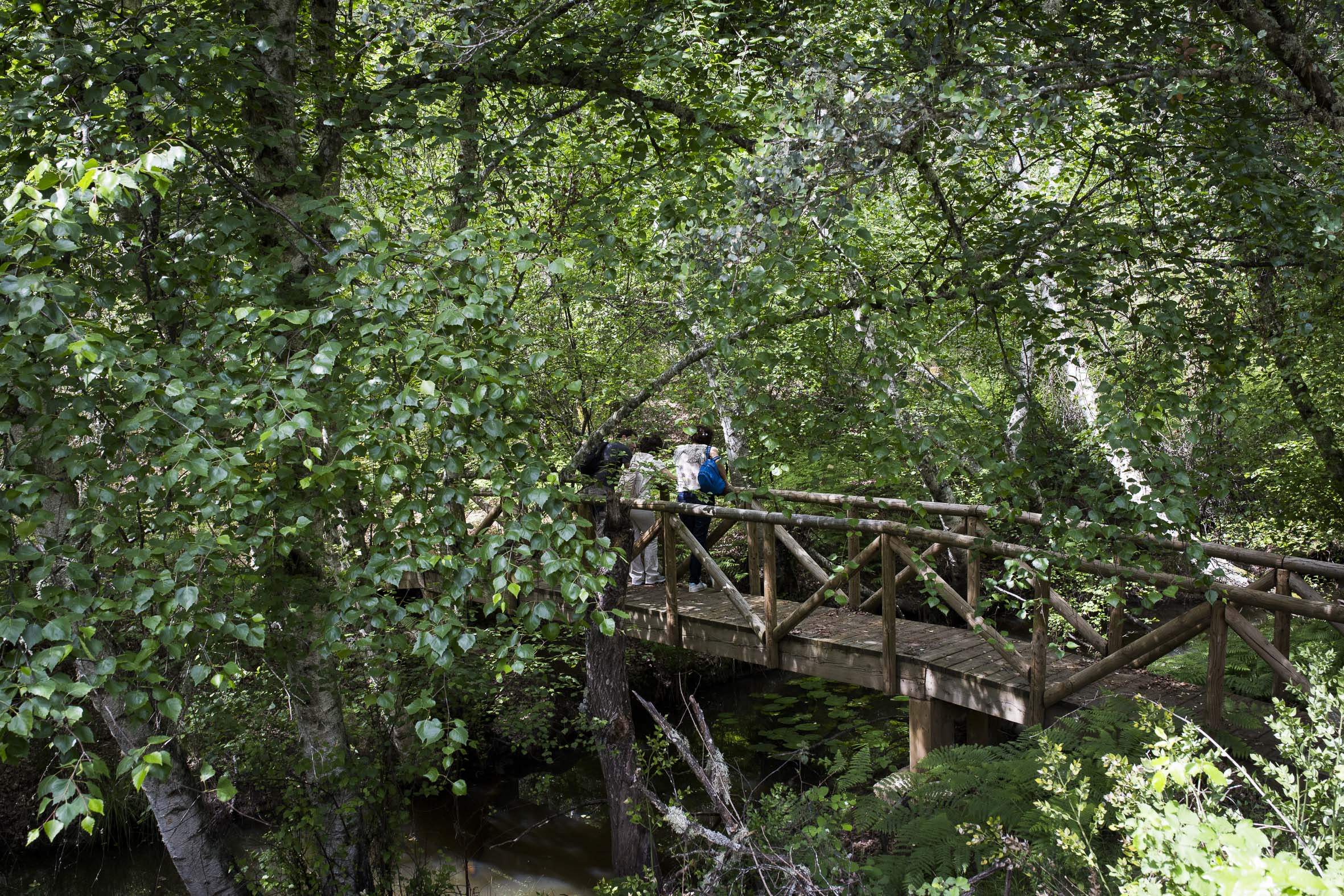 Personas cruzando uno de los puentes en pleno Abedular de Riofrio