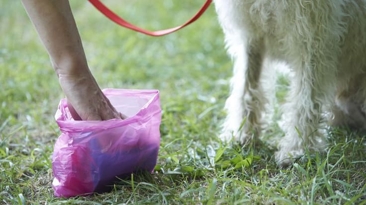 Mesa de España: Madrid cambia las bolsas para recoger cacas de perro