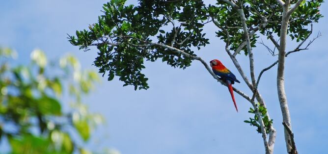 Ocell al riu Tiputini, al Parc Nacional Yasuní de l'Equador