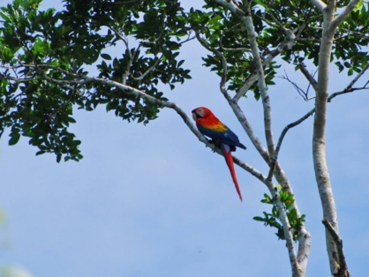 Expedició catalana a Yasuní
