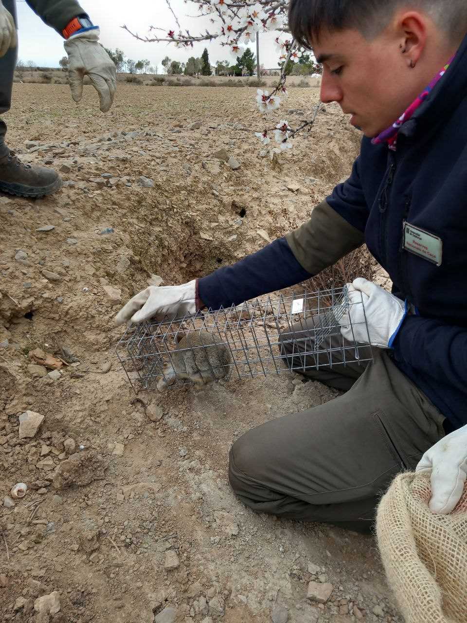 Imatge d&#039;arxiu del departament d&#039;Acció Climàtica de la captura d&#039;un conill.