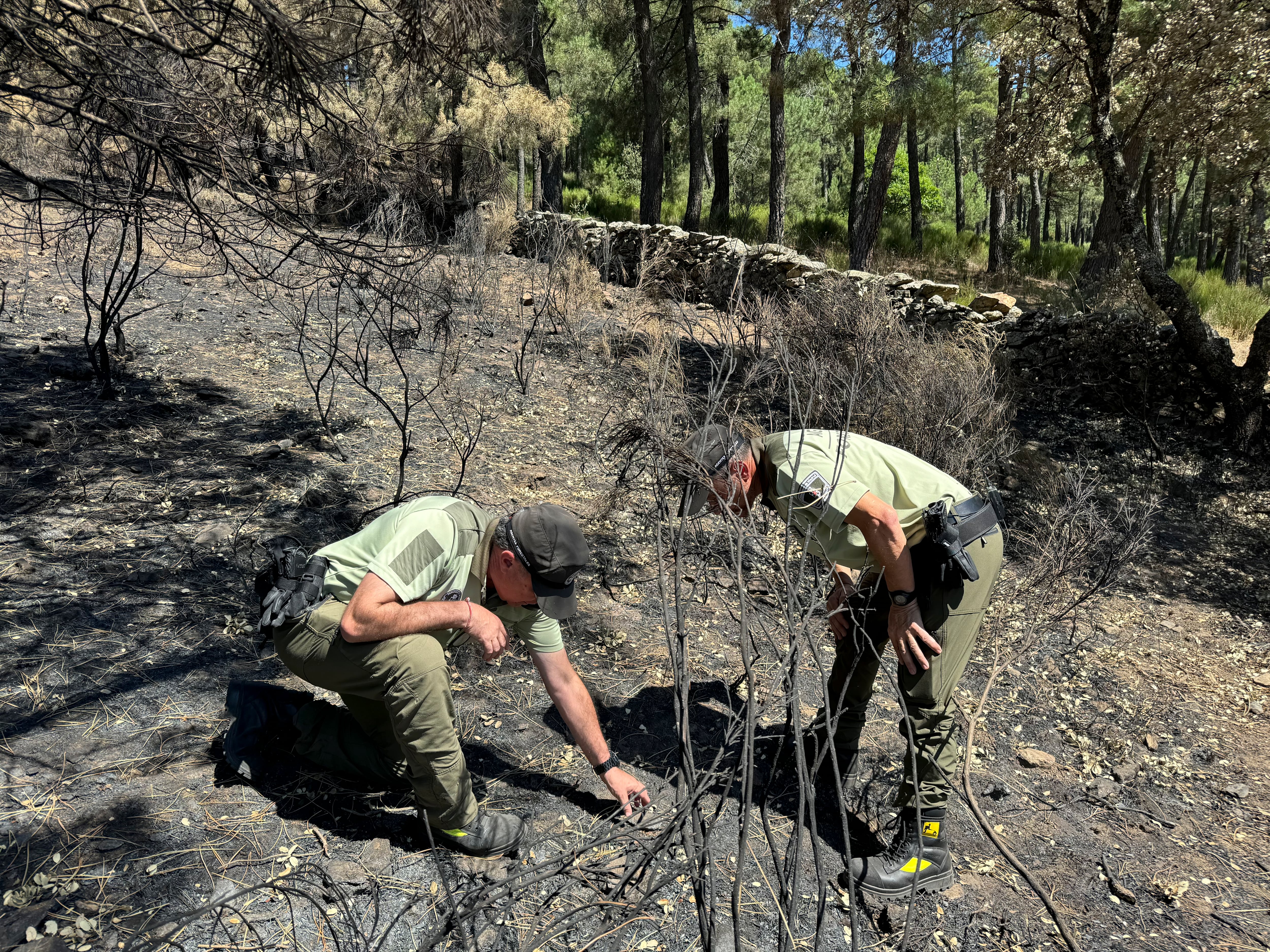 Agentes de las Brigadas Especiales del Cuerpo de Agentes Forestales de Madrid analizan los restos de un incendio