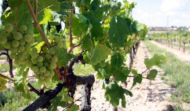 El raïm ja està a punt per collir.