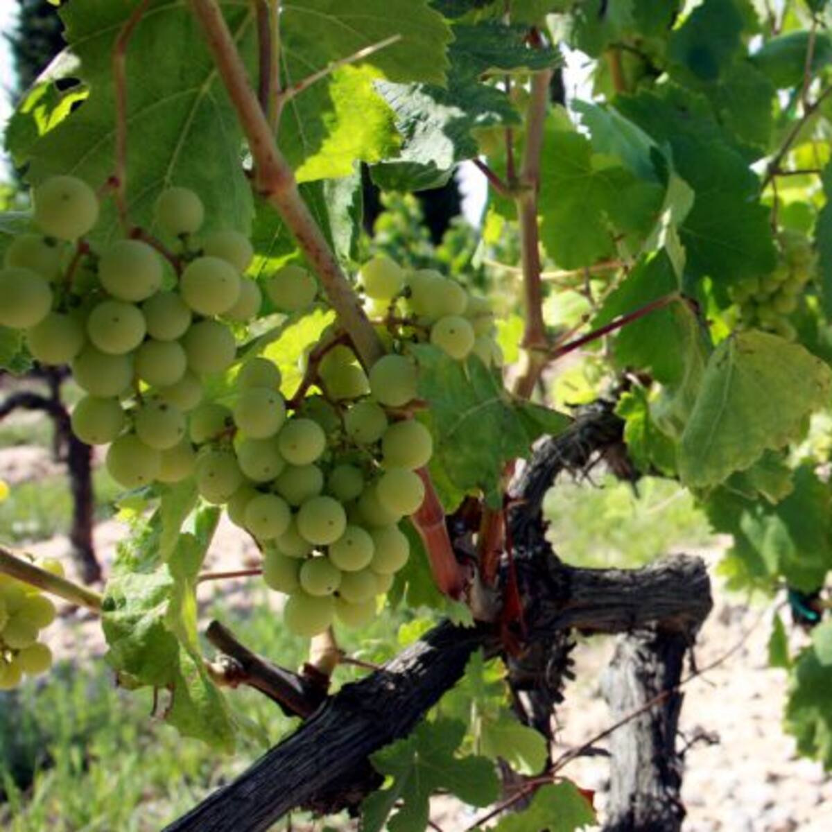 Els pagesos denuncien que les empreses vitivinícoles incompleixen la llei