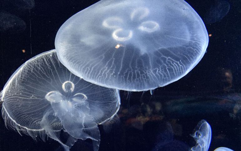 La presencia de medusas en el agua es uno de los problemas que más afectan a los bañistas en la costa española. 