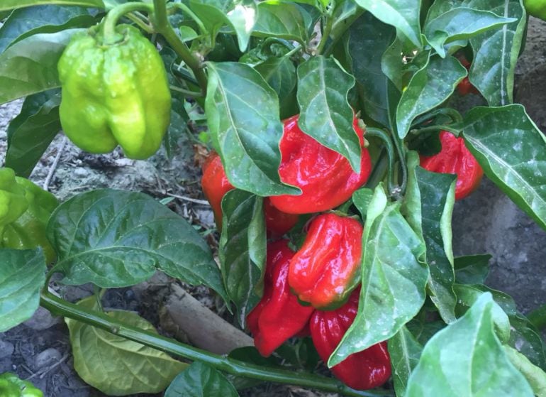 La variedad del chile Carolina Reaper, en su mata.