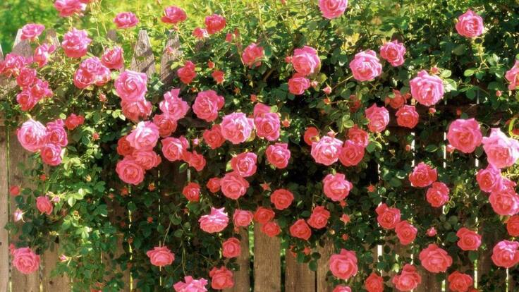 RADIOCUENTO JUNIOR SHEILA-22 FEB