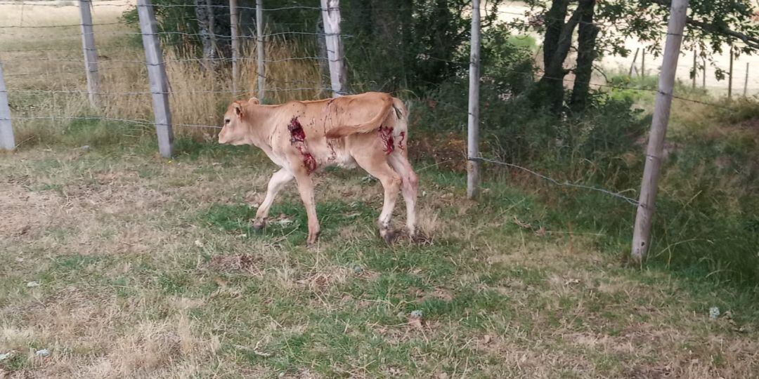 Animal atacado por el lobo