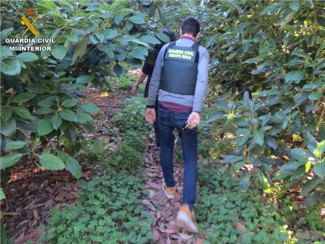 Agentes de la Guardia Civil en la plantación de aguacates