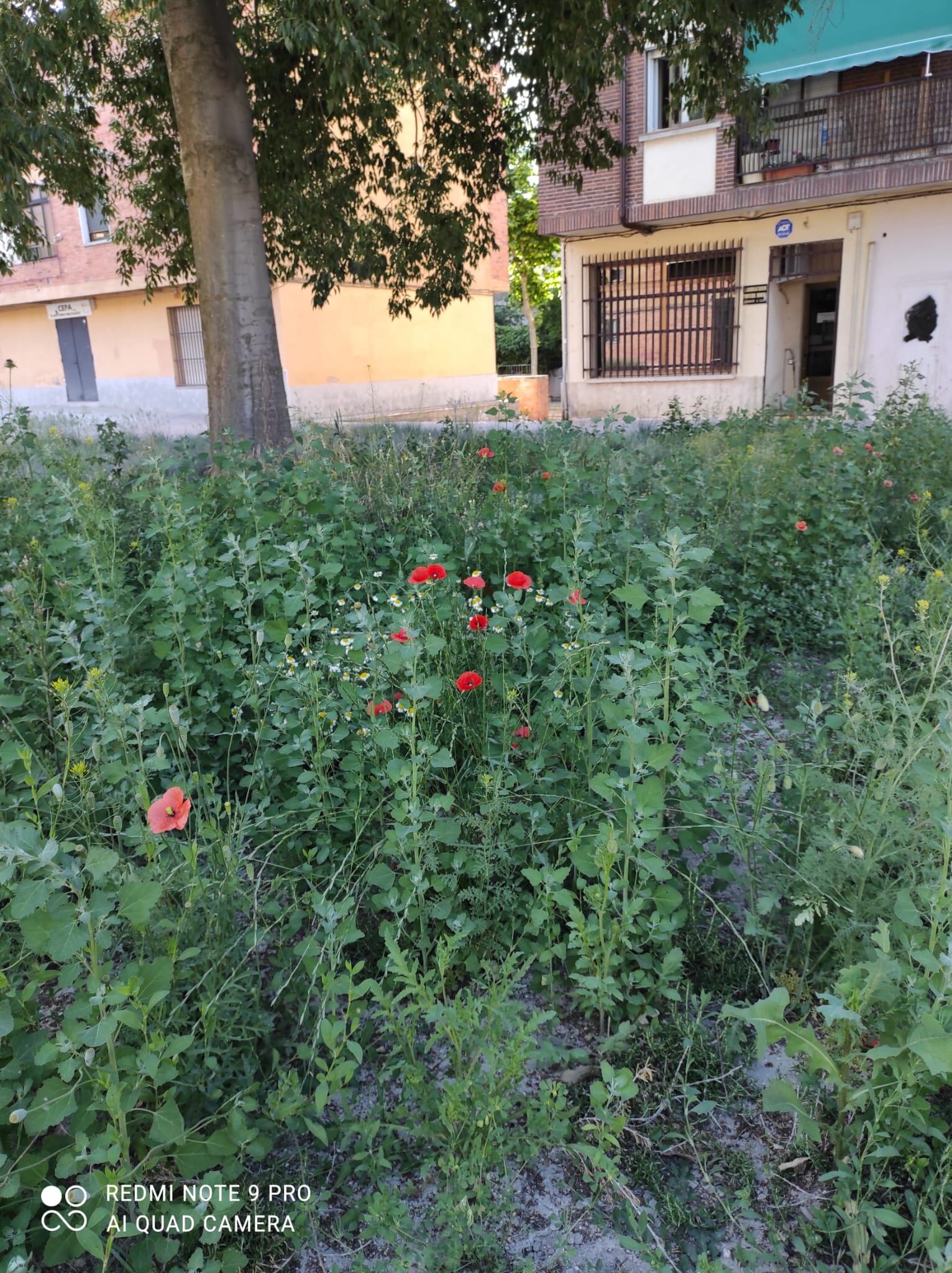 Los parterres de la Plaza de la Morería están completamente abandonados un año después de su inauguración