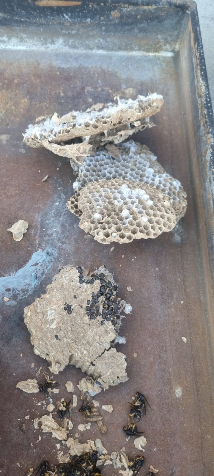 Enjambre de avispa velutina desmantelado en Villabrázaro