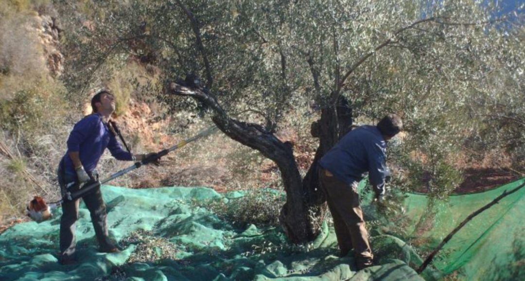 Aceituneros en un olivar de Jaén en la pasada campaña de aceituna.