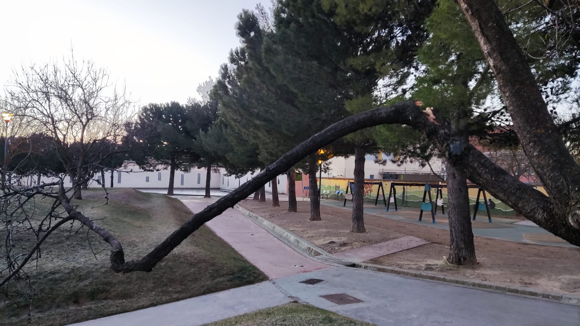 Arbol tronzado en el parque Padre Querbes