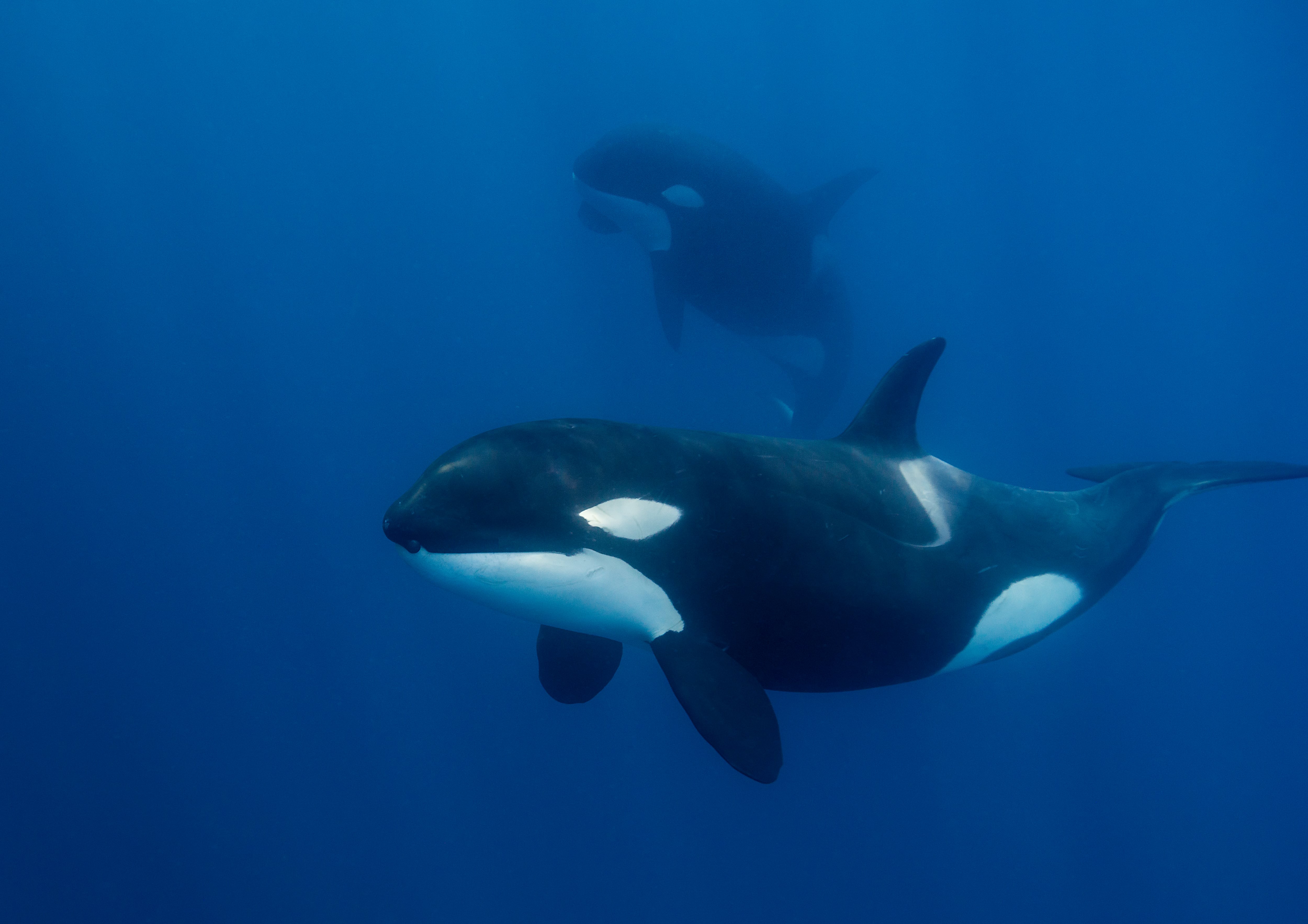 Orcas