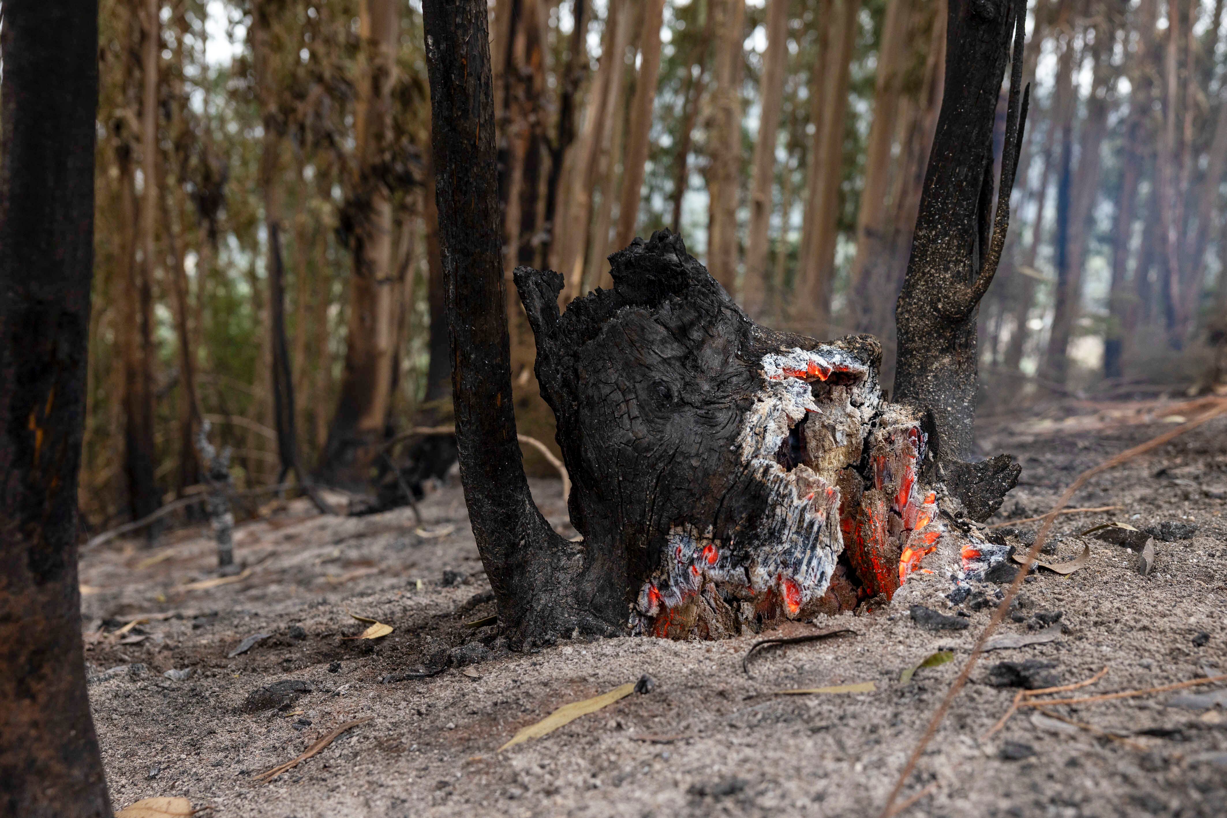 EL ROSARIO (TENERIFE), 25/08/2023.- Un tronco arde este viernes, cuando el incendio de Tenerife ha sido declarado estabilizado por las autoridades pero aún siguen las labores de enfriamiento de las zonas afectadas EFE/ Miguel Barreto
