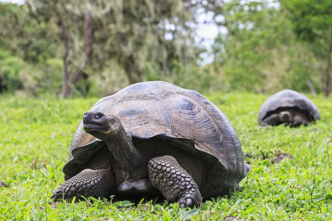 Buenas noticias para las tortugas en las las islas Galápagos.