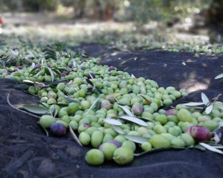 Las aceitunas ya se recogen el los campos de Sierra Mágina