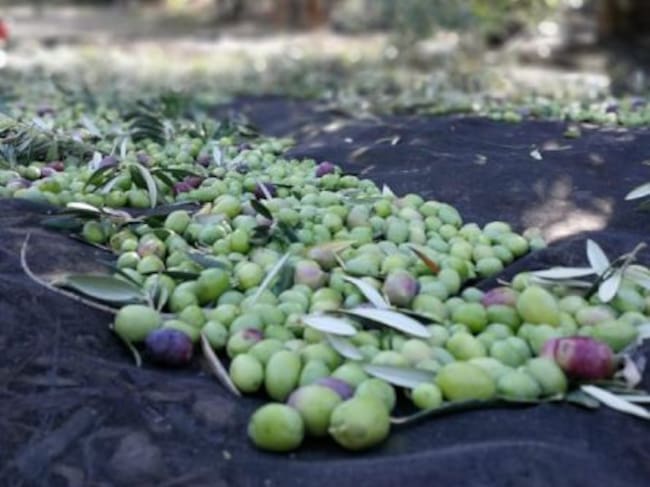 Las aceitunas ya se recogen el los campos de Sierra Mágina