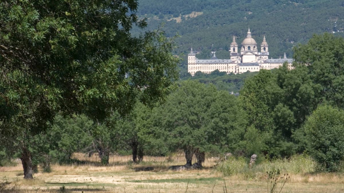 Entrevistamos a Patricia Riquelme, jefa de área de Conservación de Montes de la Comunidad de Madrid, sobre el Paraje pintoresco del Pinar de Abantos y Zona de La Herrería