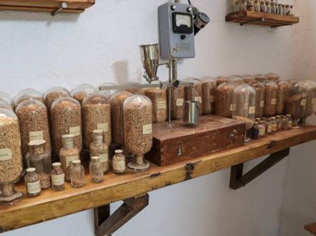 Colección de variedades de trigo