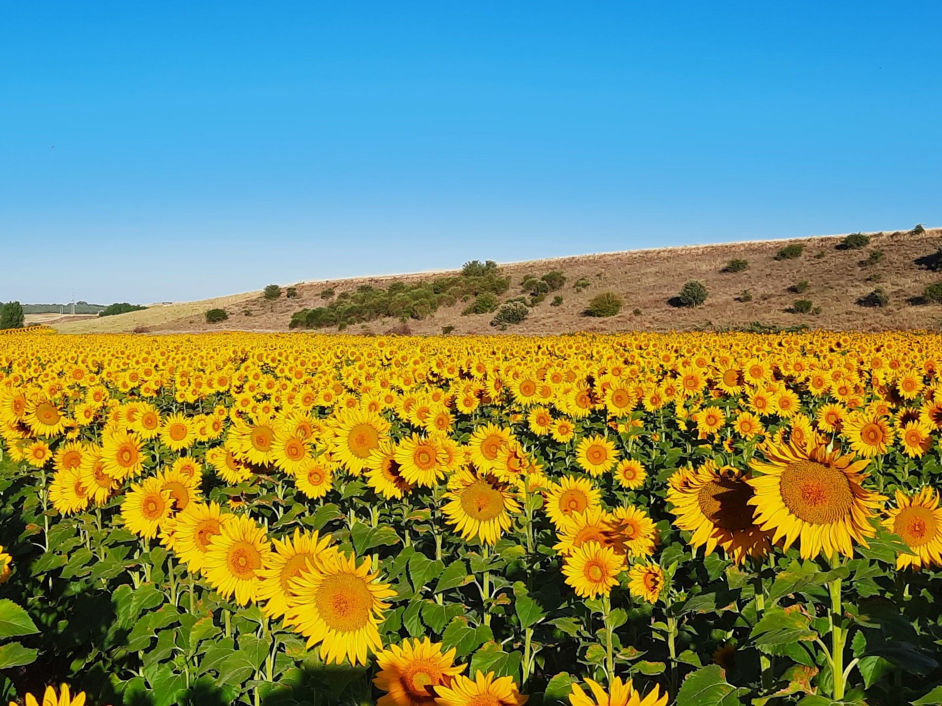 Campo de girasoles en Castrovega de Valmadrigal