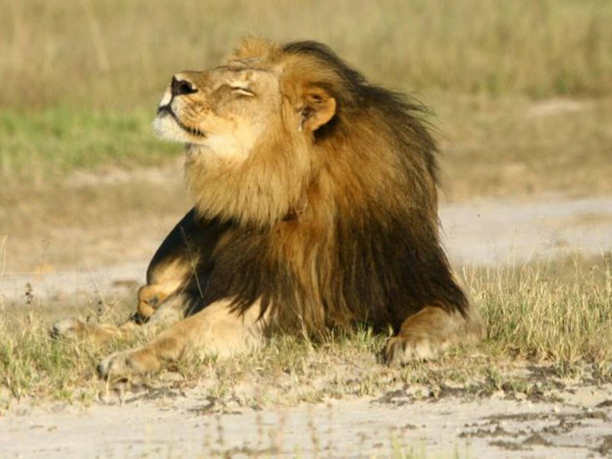 Las aerolíneas de EEUU prohíben el transporte de trofeos de caza mayor