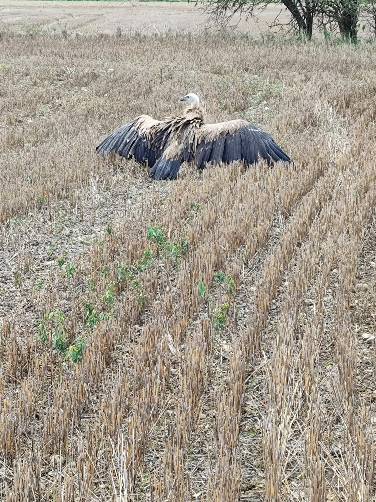 Buitre encontrado y atendido en Huesca