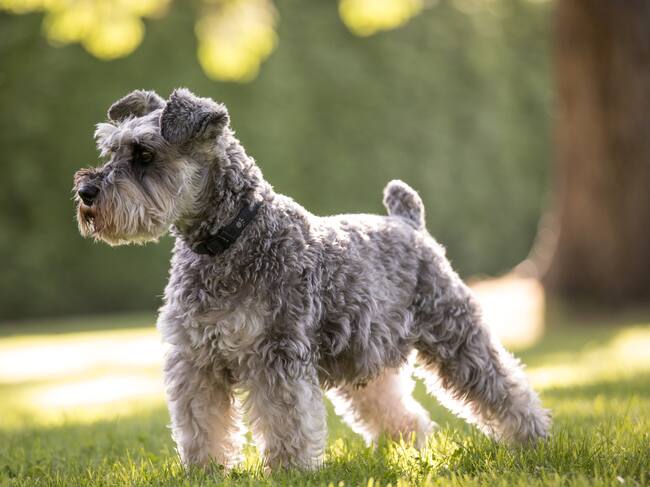 Ejemplar de schnauzer.