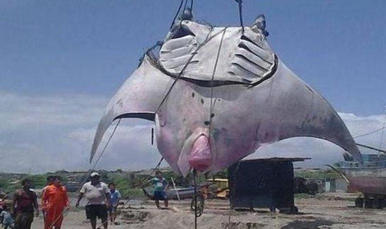 Imágen del animal colgado con una grua.