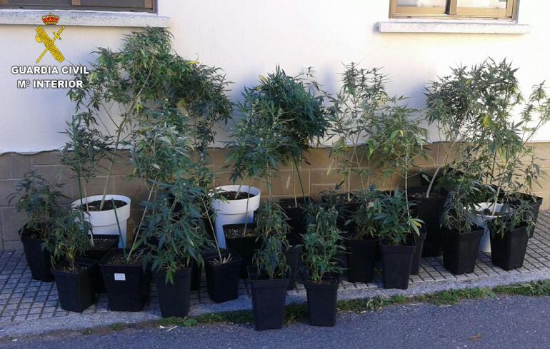 La plantación interceptada en Castro Urdiales.