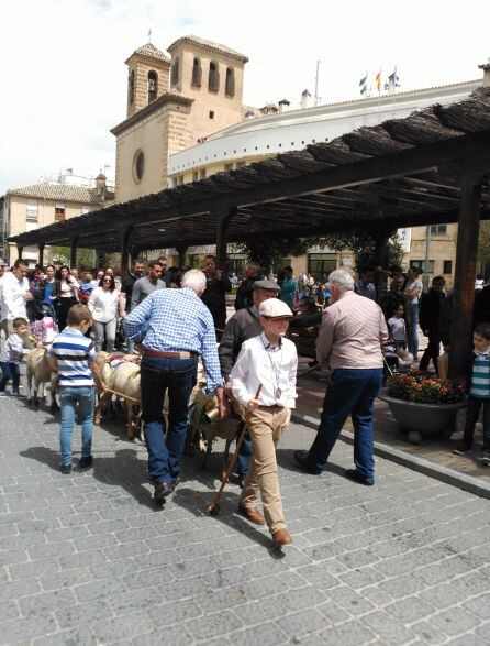 Los borregos pasan por la plaza de la Corredera en dirección Plaza de Santa María