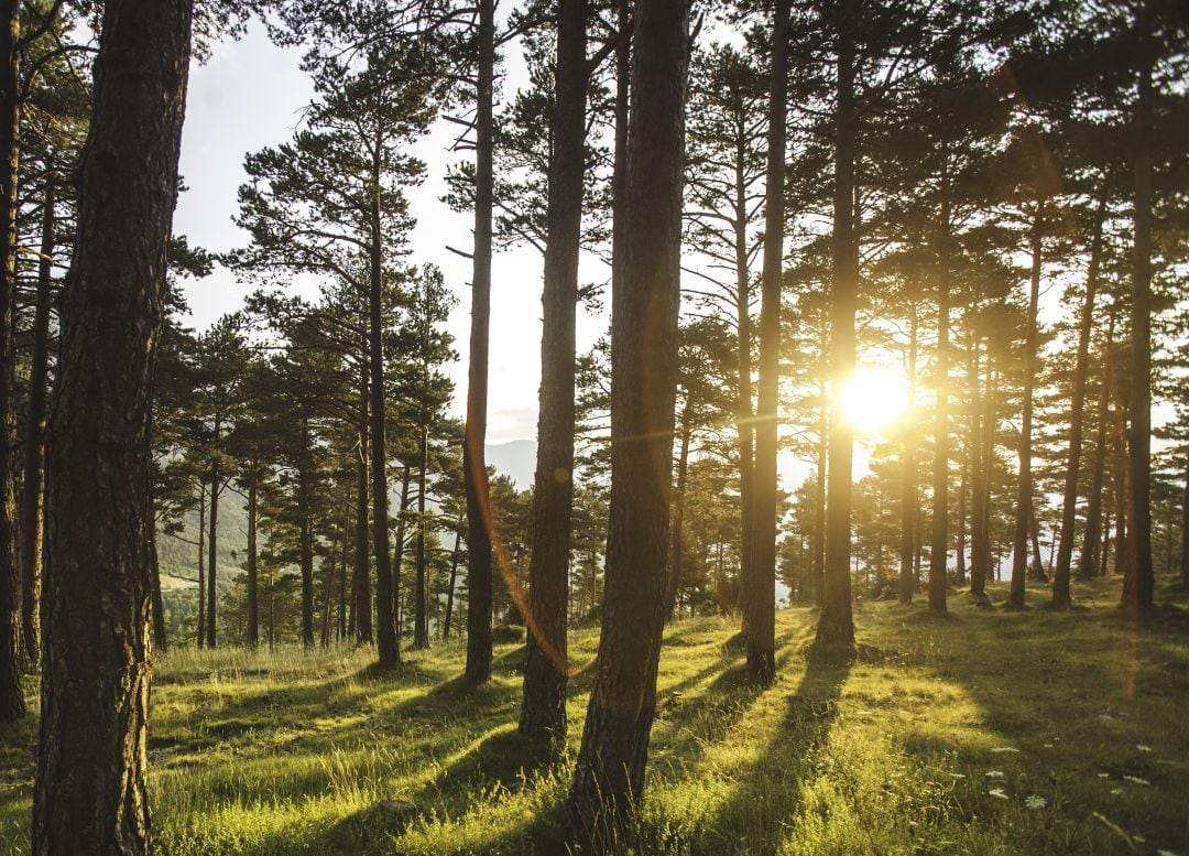 Se ha reforestado el término municipal con especies resistentes 