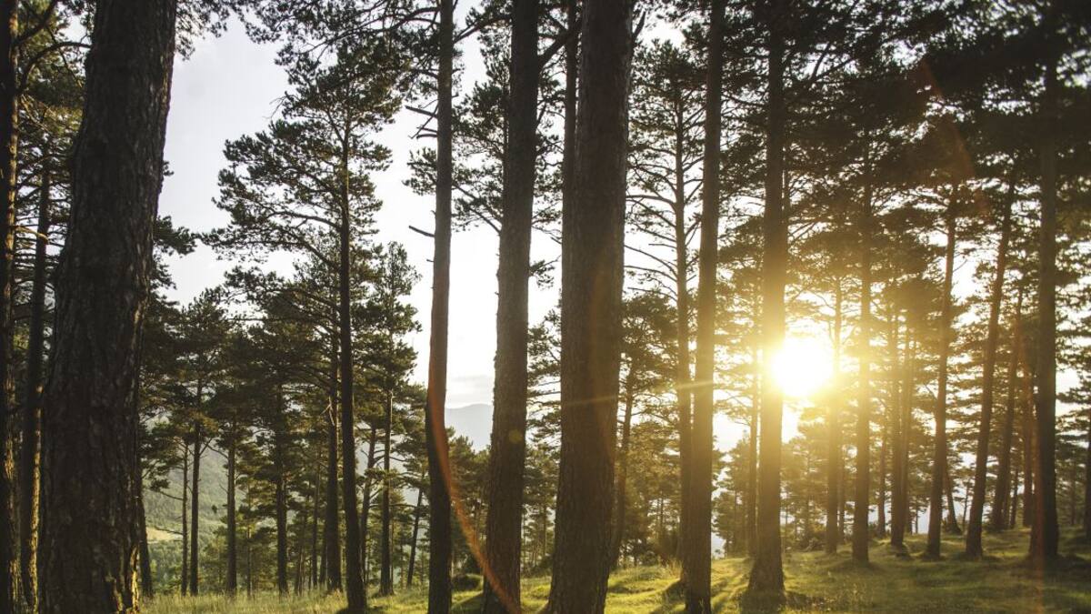 Nuevos árboles contra el cambio climático