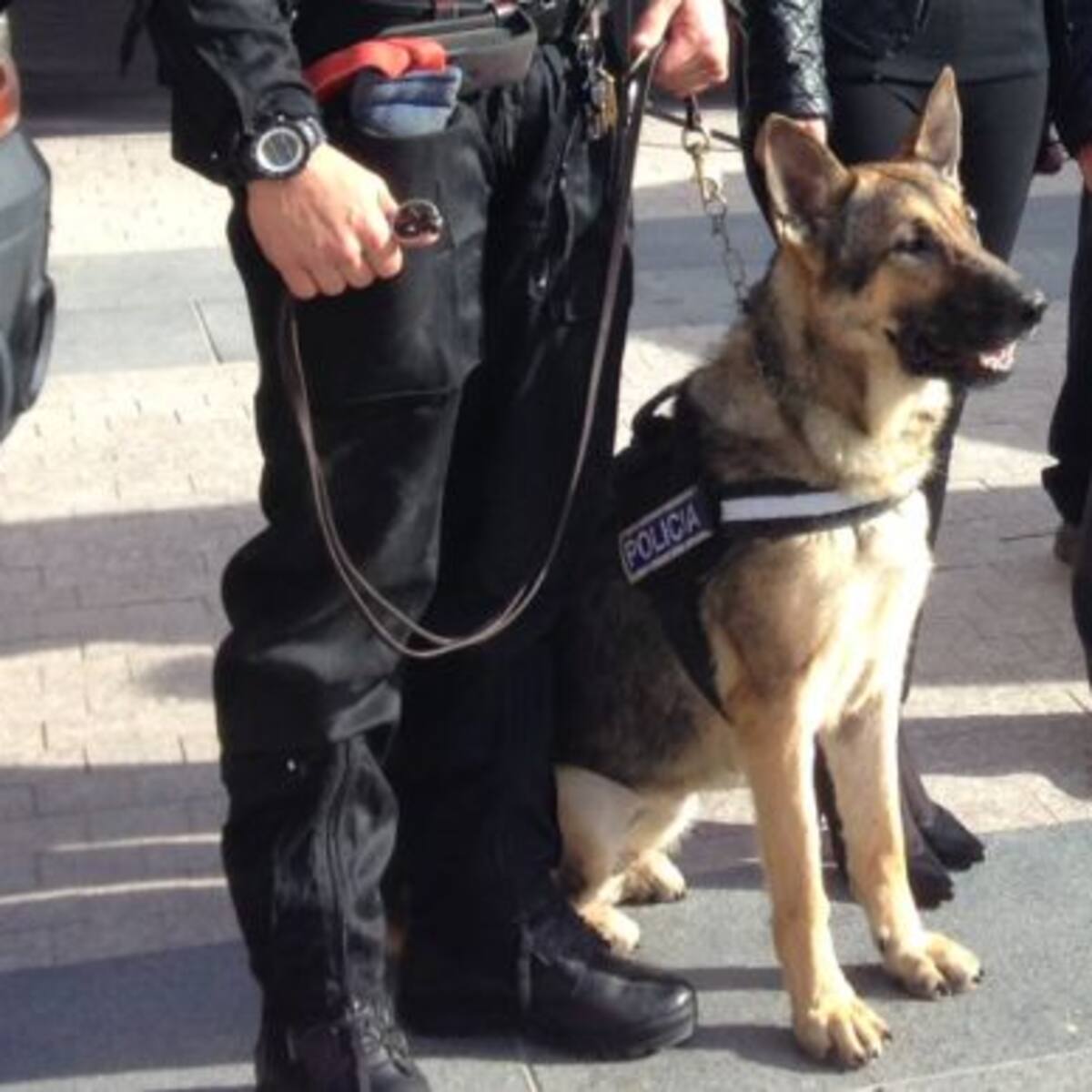 Alma, la primera perra policía de Lorca