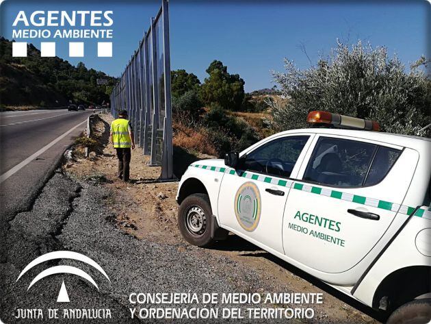 Los agentes de Medio Ambiente de Málaga en el lugar de los hechos