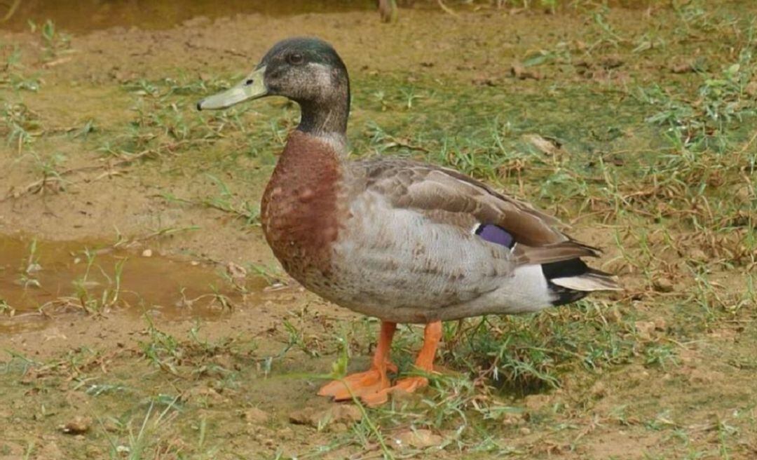 El pato se convirtió en uno de los vecinos más famosos de la isla.