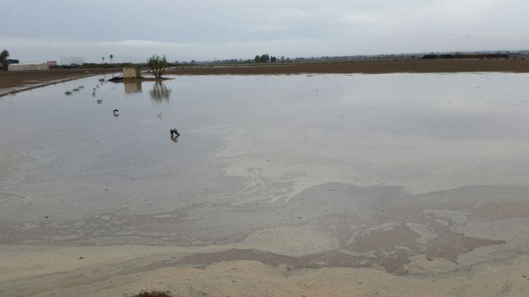 Imagen de unos cultivos inundados por la lluvia 