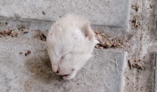 Cabeza de gato encontrada en un colegio de Jaén.