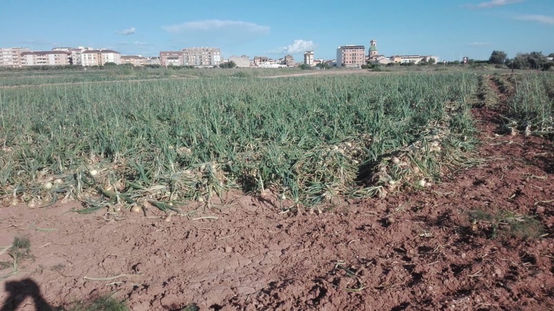 Imagen de un campo de cebollas