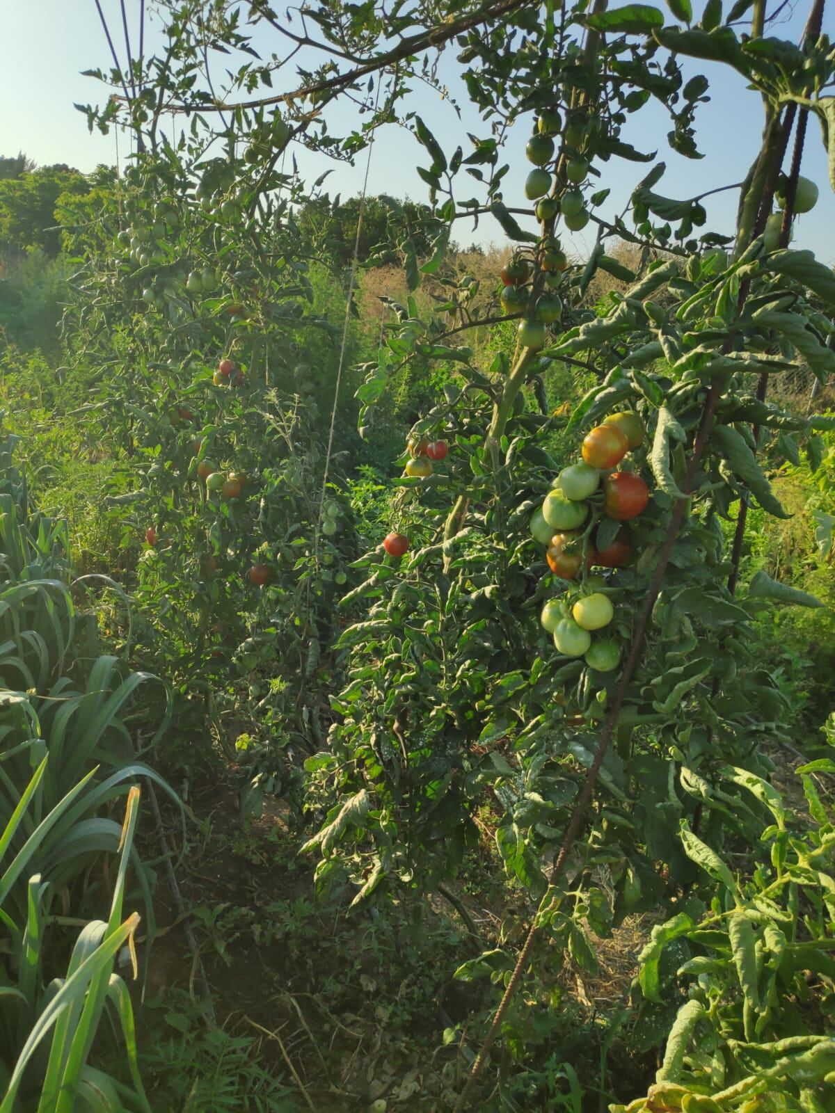 bosque primigenio con semillas autóctonas y de muchos lugares del mundo, ubicado en la zona de Canteras de Cartagena.