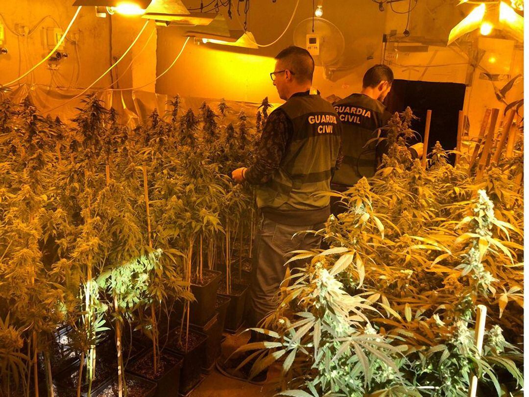 Plantación de marihuana en Arjona.