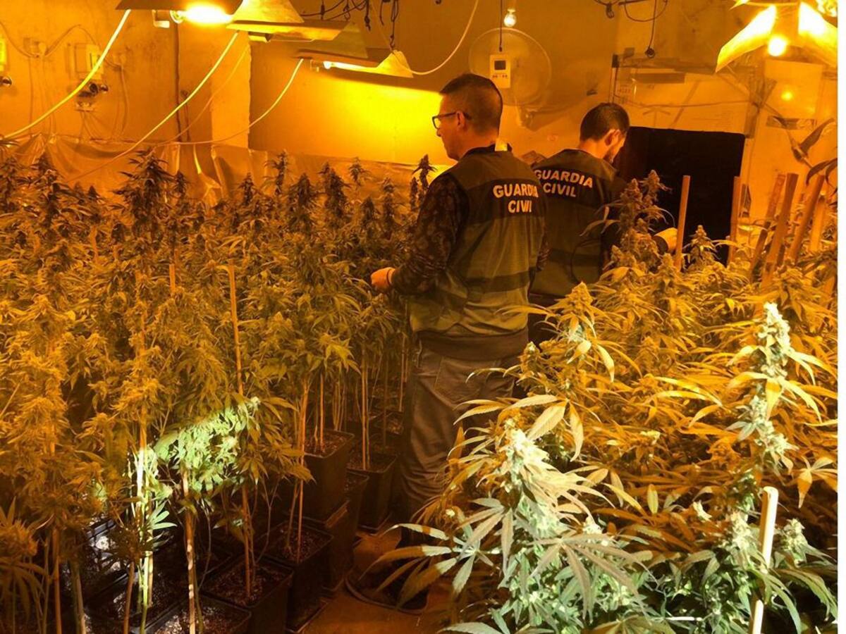 Dos detenidos por plantar 529 plantas de marihuana en Arjona