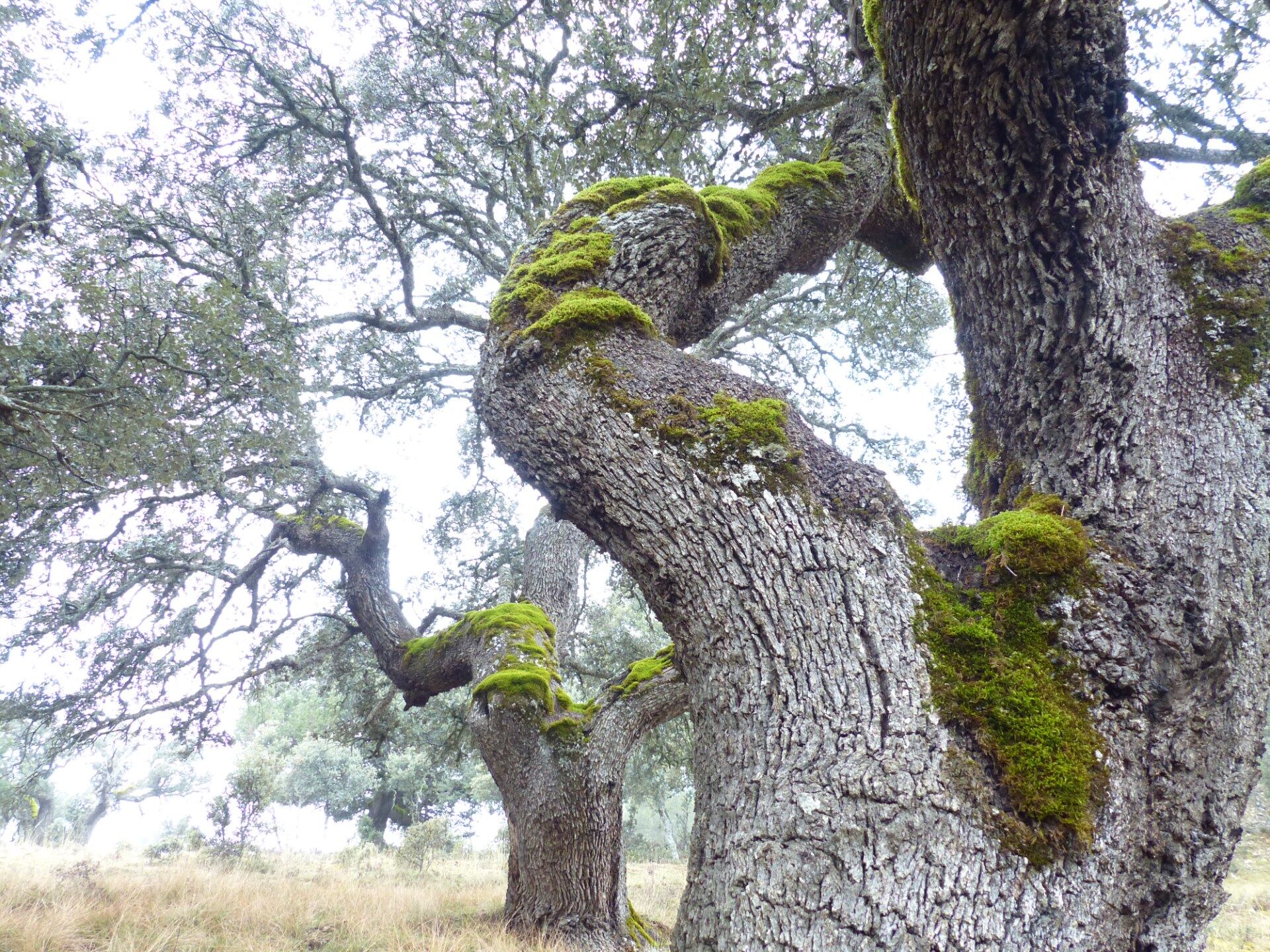 09_Accesit_MundoVegetal_Pilar Alonso