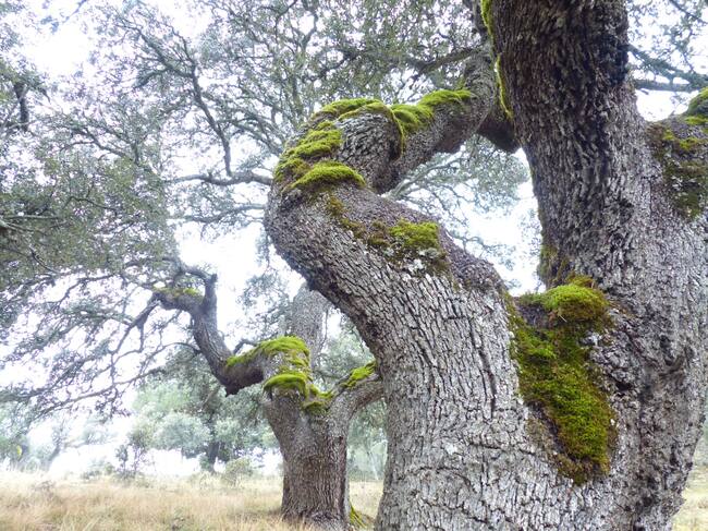 09_Accesit_MundoVegetal_Pilar Alonso