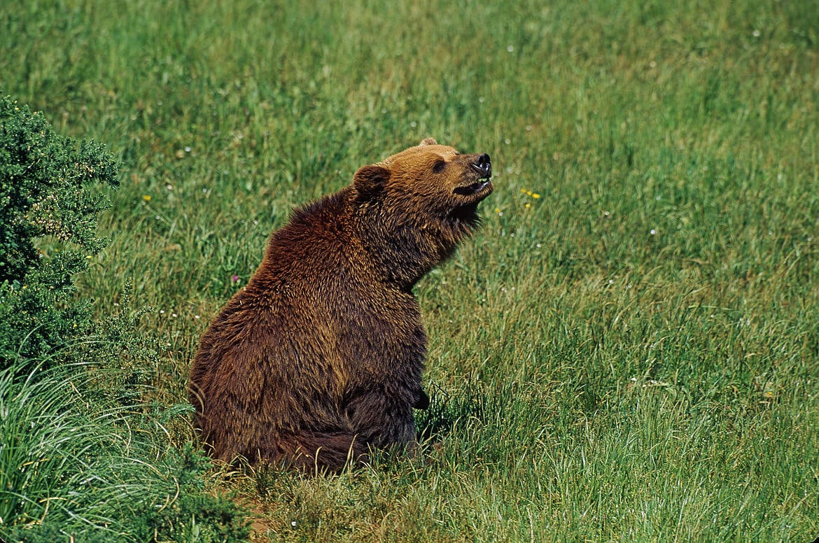 Oso Pardo. WWF