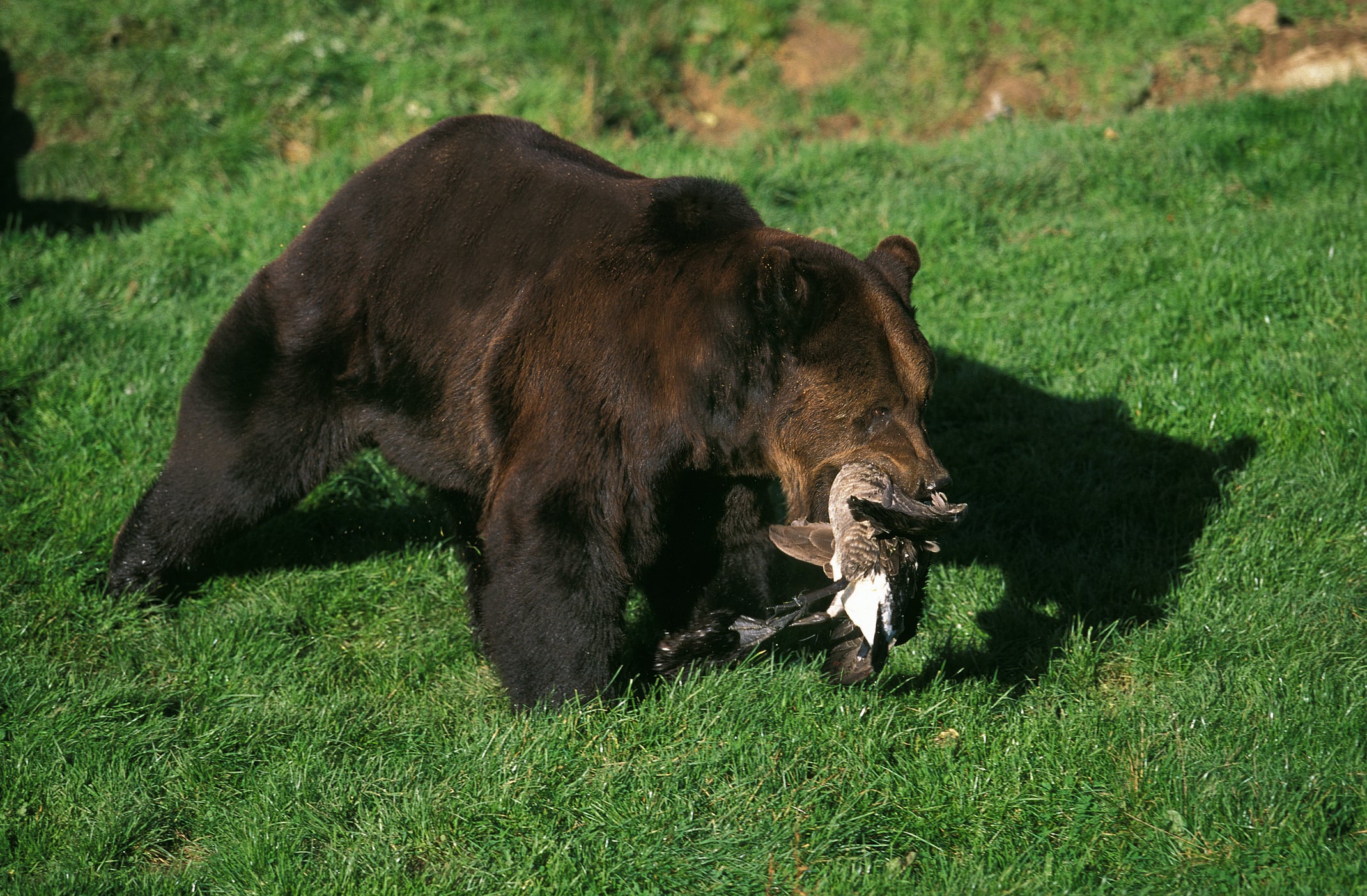 Ataque oso pardo a ganado, archivo