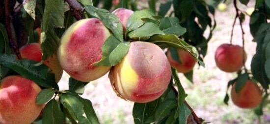 Préssecs afectats per les pedregades per l'any passat