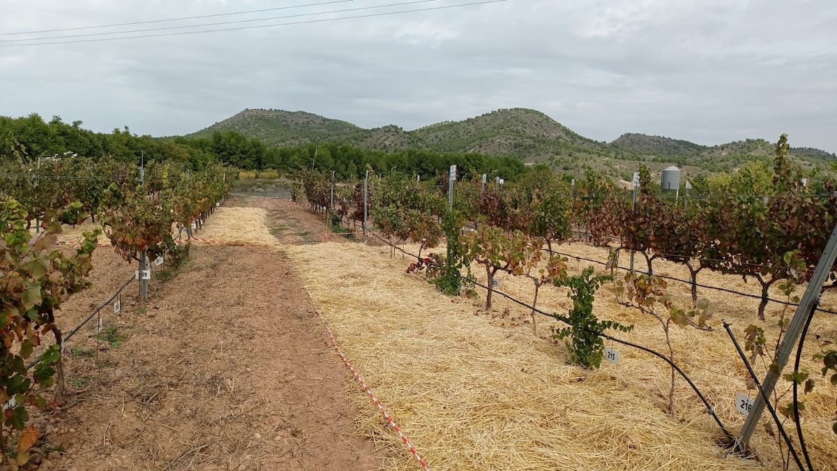 Los trabajadores del campo en la provincia de Albacete cobrarán un 0'7% más este 2026