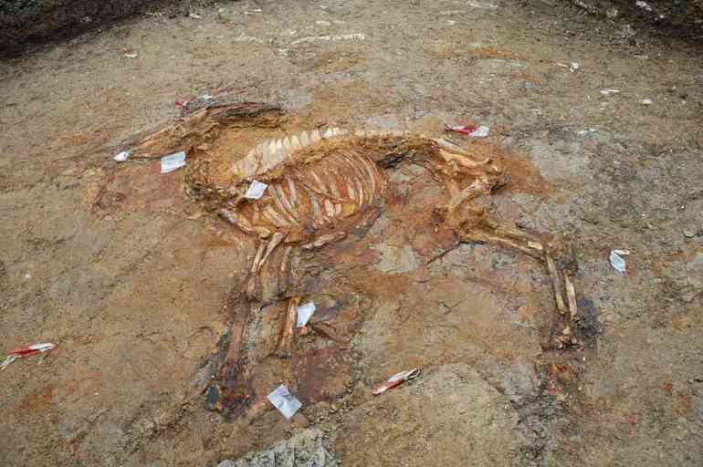 L' esquelet de bòvid trobat al Camp dels Ninots durant l'última excavació (maig 2013)